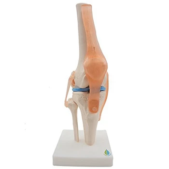 Анатомический коляното става Обучение модел на колянната става човек с связками, модел в реален размер