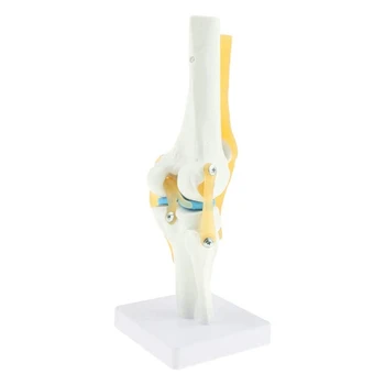 Анатомическая модел на коляното в реален размер 1: 1 (модел функционална сухожилие на коляното на човек)